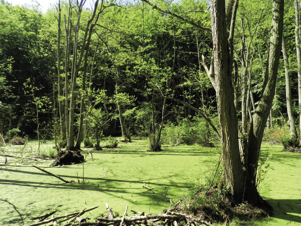 Cadastre des biotopes/protection de l’environnement ENECO INGéNIEURS-CONSEILS S.A.